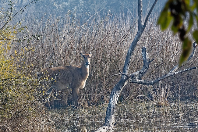 Keoladeo national park-068